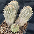 Hooidia gordinii 4 HEADS