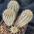 Hooidia gordinii 4 HEADS