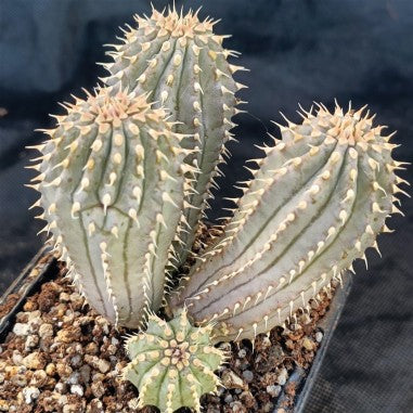 Hooidia gordinii 4 HEADS
