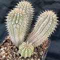 Hooidia gordinii 4 HEADS