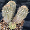 Hooidia gordinii 4 HEADS