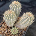Hooidia gordinii 4 HEADS