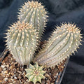 Hooidia gordinii 4 HEADS