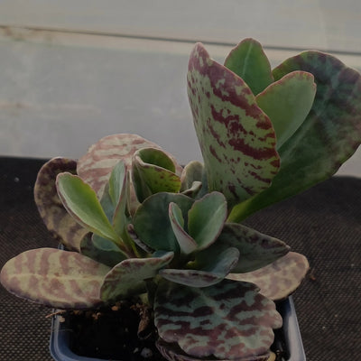 Kalanchoe humilis