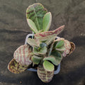 Kalanchoe humilis