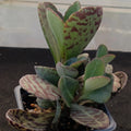 Kalanchoe humilis