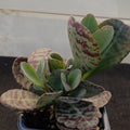Kalanchoe humilis