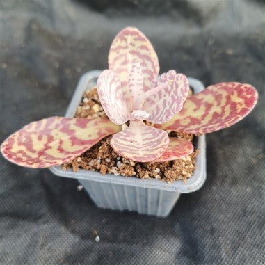 Kalanchoe humilis