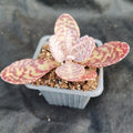 Kalanchoe humilis