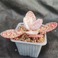 Kalanchoe humilis