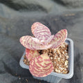 Kalanchoe humilis