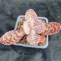 Kalanchoe humilis