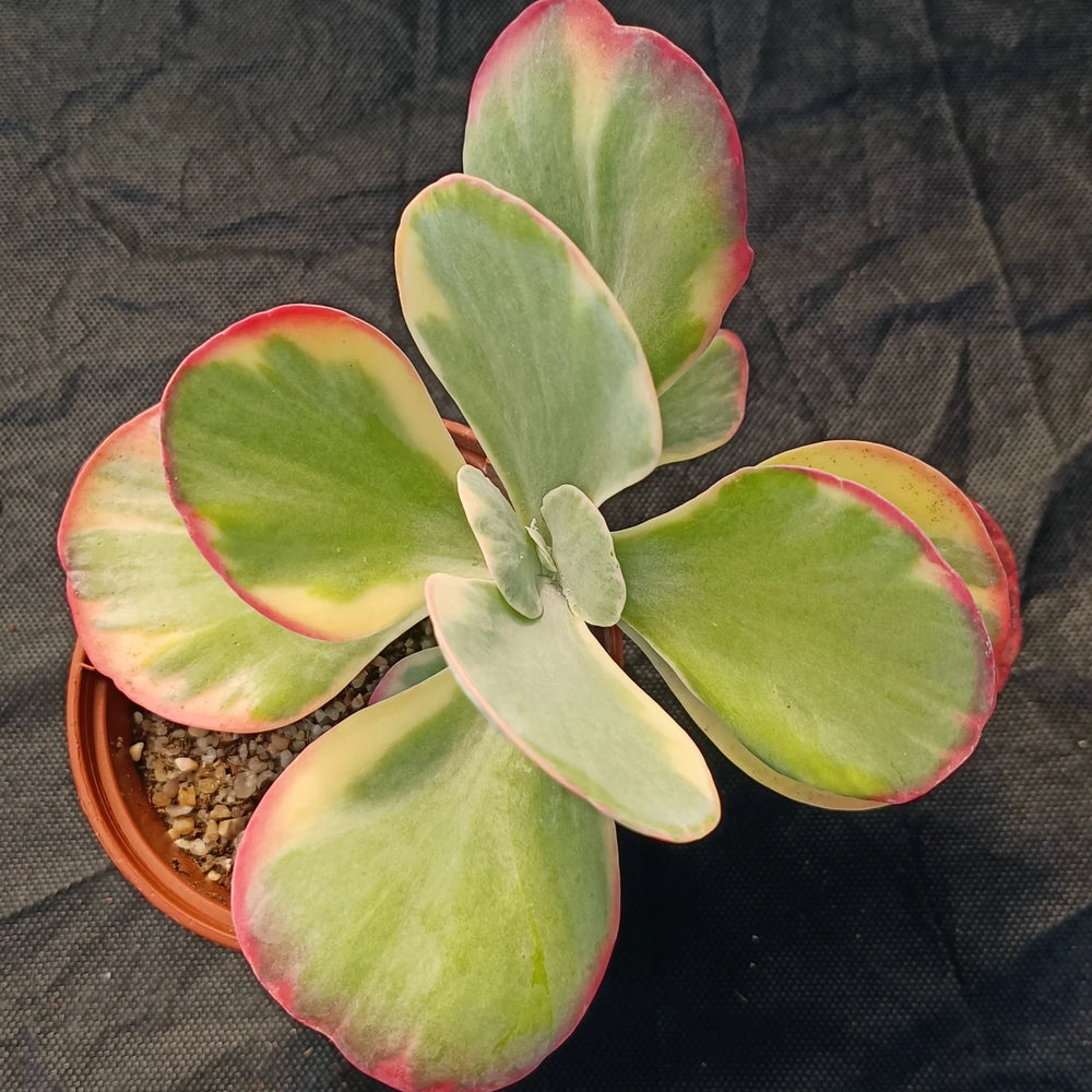 Kalanchoe thyrisiflora VARIEGATA