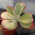 Kalanchoe thyrisiflora VARIEGATA