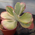 Kalanchoe thyrisiflora VARIEGATA