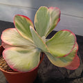 Kalanchoe thyrisiflora VARIEGATA