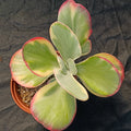 Kalanchoe thyrisiflora VARIEGATA