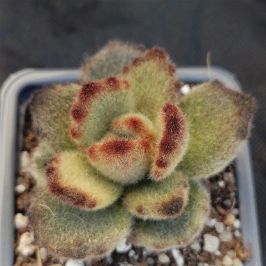Kalanchoe Tormentoso f. „LEOPARD“