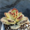 Kalanchoe Tormentoso f. “LEOPARD”