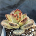 Kalanchoe Tormentoso f. “LEOPARD”