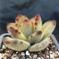 Kalanchoe Tormentoso f. “LEOPARD”