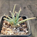 Leuchtenbergia principis