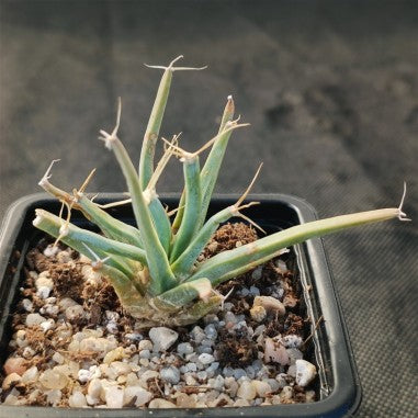 Leuchtenbergia principis