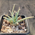 Leuchtenbergia principis