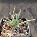 Leuchtenbergia principis