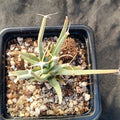 Leuchtenbergia principis