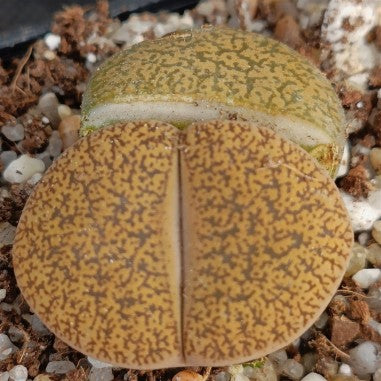 Lithops aucampiae “Jackson Jade”