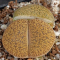 Lithops aucampiae “Jackson Jade”