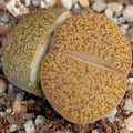Lithops aucampiae “Jackson Jade”