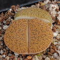 Lithops aucampiae “Jackson Jade”