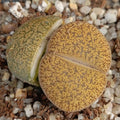 Lithops aucampiae “Jackson Jade”