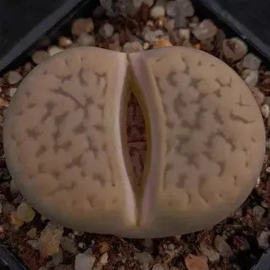 Lithops gracilidelinata hybrid