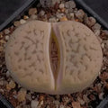 Lithops gracilidelinata hybrid