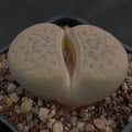 Lithops gracilidelinata hybrid