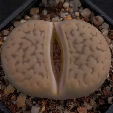 Lithops gracilidelinata-Hybrid