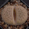 Lithops gracilidelinata hybrid