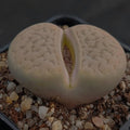 Lithops gracilidelinata hybrid