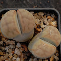 Lithops Karasmontana