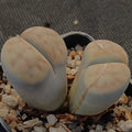 Lithops Karasmontana