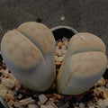 Lithops Karasmontana