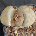 Lithops Karasmontana