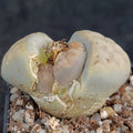 Lithops Karasmontana