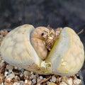 Lithops Karasmontana