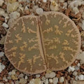 Lithops lesliei ssp LESLIEI