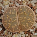 Lithops lesliei ssp LESLIEI