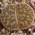 Lithops lesliei ssp LESLIEI